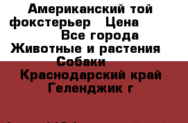 Американский той фокстерьер › Цена ­ 25 000 - Все города Животные и растения » Собаки   . Краснодарский край,Геленджик г.